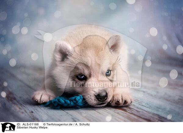Siberian Husky Welpe / ALS-01188