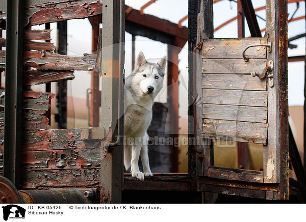 Siberian Husky / KB-05426