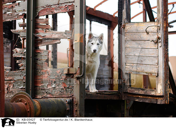 Siberian Husky / KB-05427
