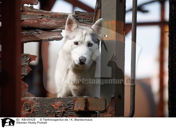 Siberian Husky Portrait / Siberian Husky Portrait / KB-05429