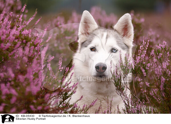 Siberian Husky Portrait / KB-05430