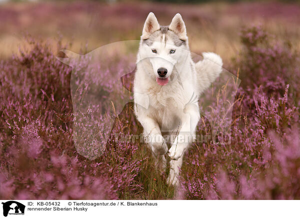 rennender Siberian Husky / KB-05432