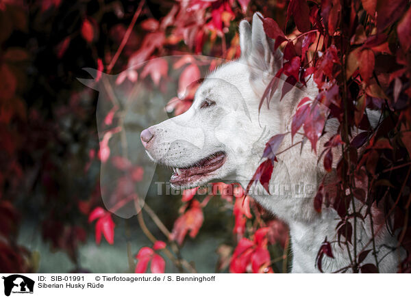 Siberian Husky Rde / male Siberian Husky / SIB-01991