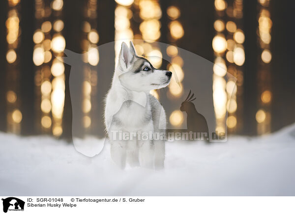 Siberian Husky Welpe / Siberian Husky Puppy / SGR-01048