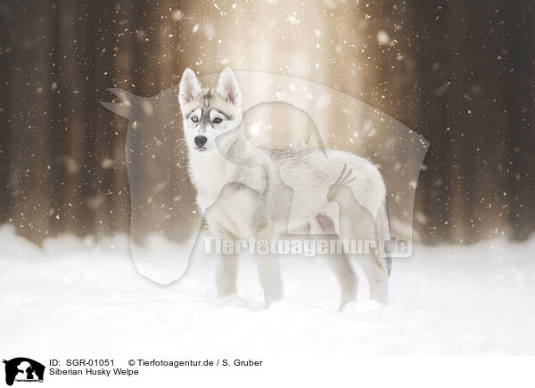 Siberian Husky Welpe / SGR-01051