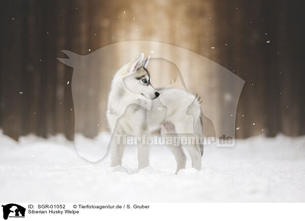 Siberian Husky Welpe / SGR-01052