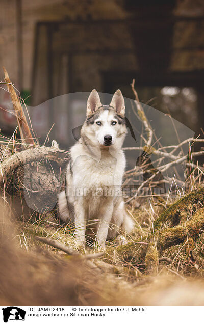 ausgewachsener Siberian Husky / adult Siberian Husky / JAM-02418