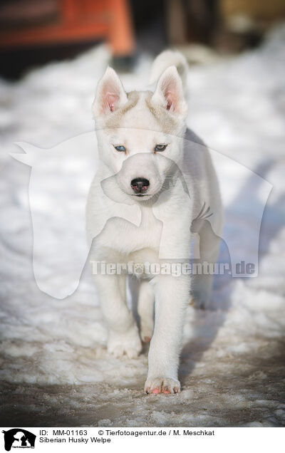 Siberian Husky Welpe / Siberian Husky Puppy / MM-01163