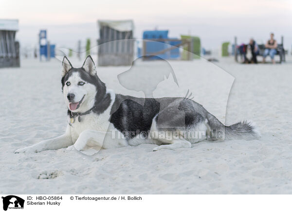 Siberian Husky / HBO-05864