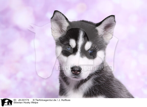 Siberian Husky Welpe / JH-30174