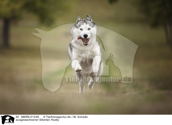 ausgewachsener Siberian Husky / MARS-01248