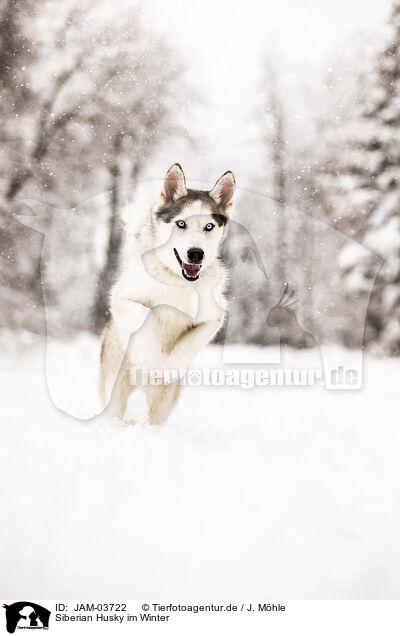 Siberian Husky im Winter / JAM-03722