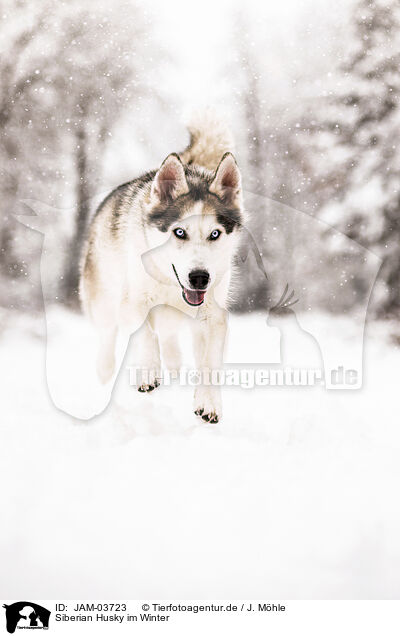 Siberian Husky im Winter / JAM-03723