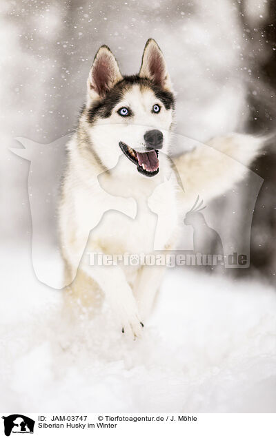 Siberian Husky im Winter / JAM-03747