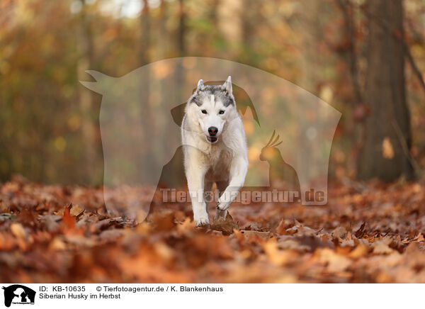 Siberian Husky im Herbst / KB-10635