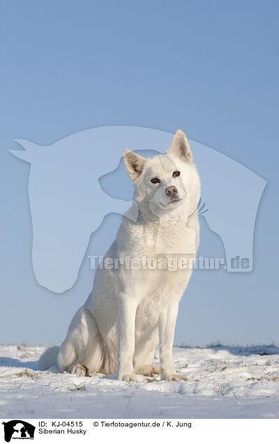 Siberian Husky / KJ-04515