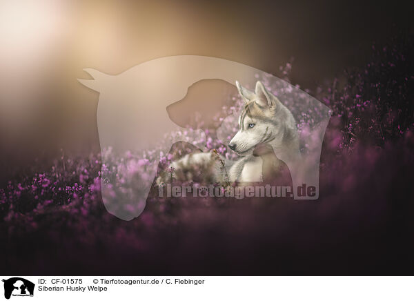 Siberian Husky Welpe / CF-01575
