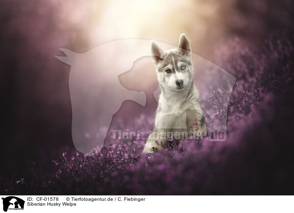 Siberian Husky Welpe / Siberian Husky Puppy / CF-01578