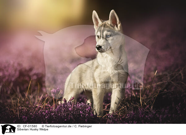 Siberian Husky Welpe / Siberian Husky Puppy / CF-01580