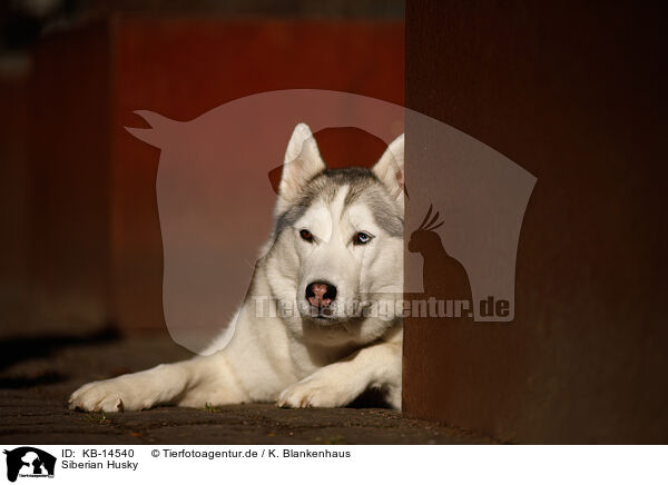 Siberian Husky / KB-14540