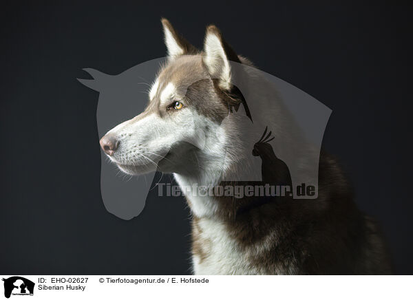 Siberian Husky / Siberian Husky / EHO-02627