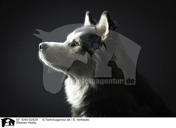 Siberian Husky / Siberian Husky / EHO-02629