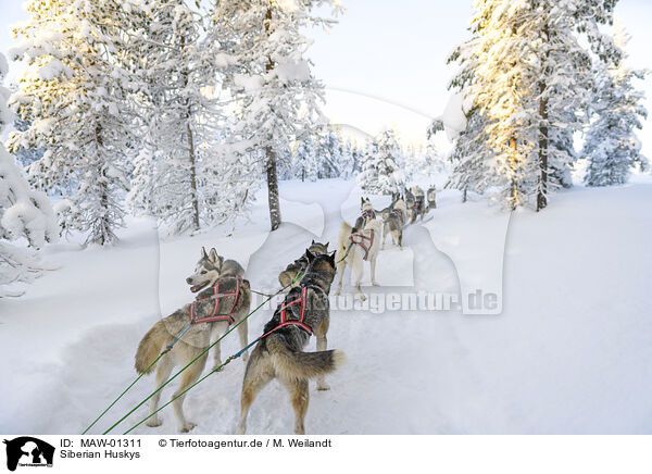 Siberian Huskys / Siberian Huskys / MAW-01311