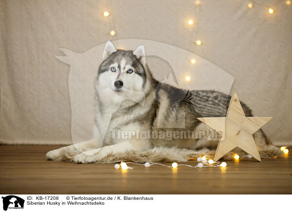 Siberian Husky in Weihnachtsdeko / Siberian Husky in christmas decoration / KB-17208