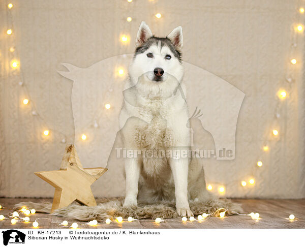 Siberian Husky in Weihnachtsdeko / Siberian Husky in christmas decoration / KB-17213