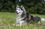 liegender Sibirien Husky