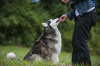 sitzender Sibirien Husky