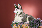 Sibirien Husky Welpe