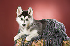 Sibirien Husky Welpe