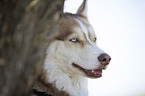 Sibirien Husky Portrait