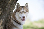 Sibirien Husky Portrait