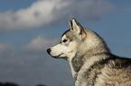 Sibirien Husky Portrait