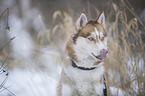 Sibirien Husky Portrait