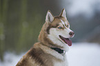 Sibirien Husky Portrait