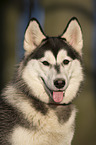 Siberian Husky Portrait