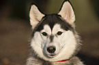 Siberian Husky Portrait