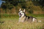 liegender Siberian Husky