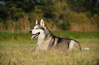 liegender Siberian Husky