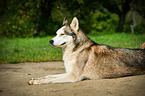 liegender Sibirien Husky