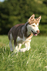 Sibirien Husky Welpe