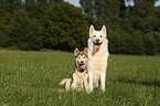 2 Sibirien Husky