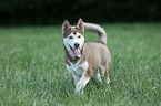 Sibirien Husky Welpe