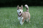 Sibirien Husky Welpe