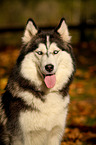 Siberian Husky Portrait