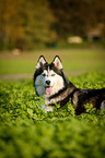 liegender Siberian Husky