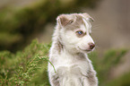 Husky Welpe Portrait